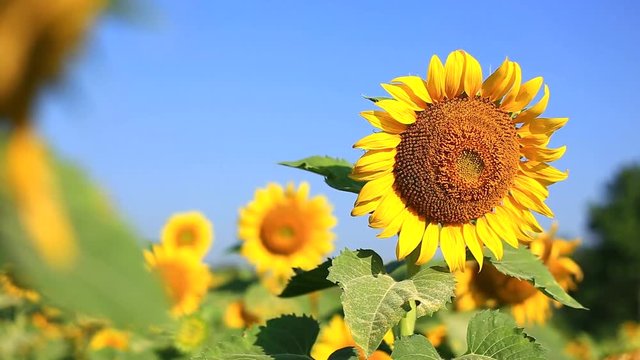 sunflower field