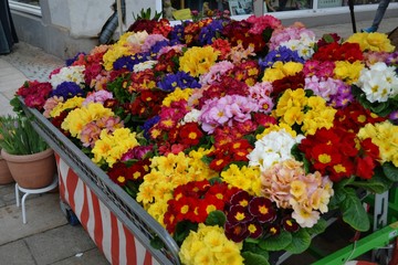 Fototapeta na wymiar Kolorowe kwiaty na straganie
