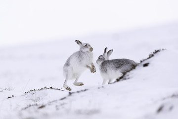 Boxing mountain hares.  White mountain hare sitting on snow in the cairngorms of Scotland. These are wild mountain hares and are native to the British Isles.