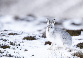  White mountain hare sitting on snow in the cairngorms of Scotland. These are wild mountain hares and are native to the British Isles.