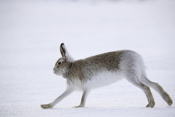  White mountain hare sitting on snow in the cairngorms of Scotland. These are wild mountain hares and are native to the British Isles.