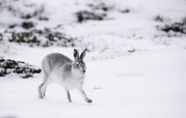  White mountain hare sitting on snow in the cairngorms of Scotland. These are wild mountain hares and are native to the British Isles. © jamie