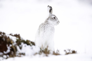  White mountain hare sitting on snow in the cairngorms of Scotland. These are wild mountain hares and are native to the British Isles.