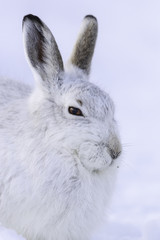  White mountain hare sitting on snow in the cairngorms of Scotland. These are wild mountain hares and are native to the British Isles. © jamie