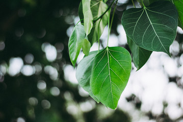Green background of close up leaves hanging down from its branch with bokeh
