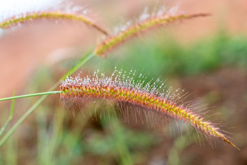 Dew on the grass, flowering in winter weather