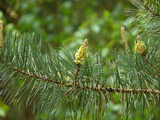 las drzewo zieleń  © rafa