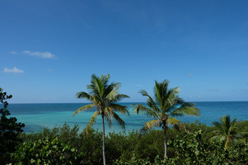 looking out over Bahia Honda in the gorgeous Florida Keys at the inviting clear waters and the palm trees