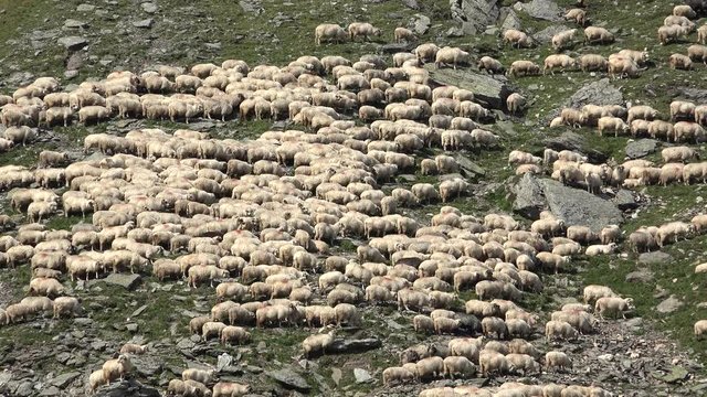 Sheep herd graze alpine pasture on rocky mountain steep slope meadow