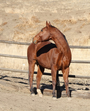 A horse demonstrating his dexterity by flexing his neck.