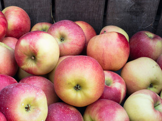 Perfect organic and delicious organic apples fresh picked at a farm market