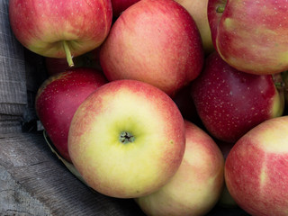 Naklejka na ściany i meble Perfect organic and delicious organic apples fresh picked at a farm market