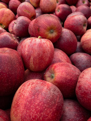 Perfect organic and delicious organic apples fresh picked at a farm market