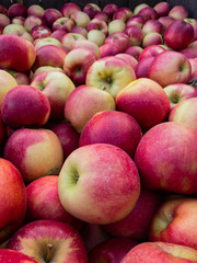 Fototapeta na wymiar Perfect organic and delicious organic apples fresh picked at a farm market