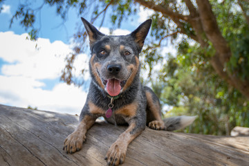 Senna dog playing on the farm