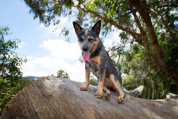 Senna dog playing on the farm