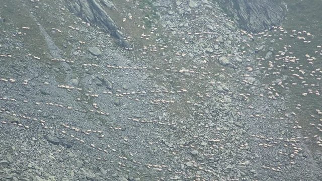 Many sheep on steep mountain during transhumance