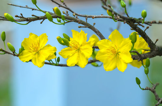 Apricot flowers blooming in Vietnam Lunar New Year with yellow blooming fragrant petals signaling spring has come, this is the symbolic flower for good luck in New Year's Day - Powered by Adobe