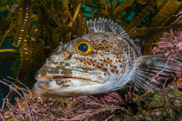 Lingcod at North Monastery Beach