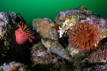 Anemones and Rockfish on Monterey Reef