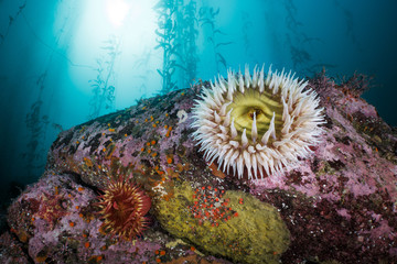 Monastery Middle Reef © Jon Anderson