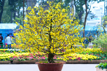 Fototapeta na wymiar Apricot bonsai tree blooming with yellow flowering branches curving create unique beauty. This is a special wrong tree symbolizes luck, prosperity in spring Vietnam Lunar New Year