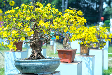 Apricot bonsai tree blooming with yellow flowering branches curving create unique beauty. This is a special wrong tree symbolizes luck, prosperity in spring Vietnam Lunar New Year