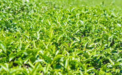Green tea leaves in a tea plantation .Thailand
