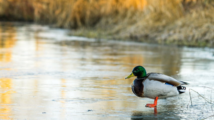 Canadian Goose standing on ice, on a frozen lake. some other gooses in the background too.