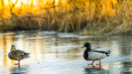 Canadian Goose standing on ice, on a frozen lake. some other gooses in the background too.