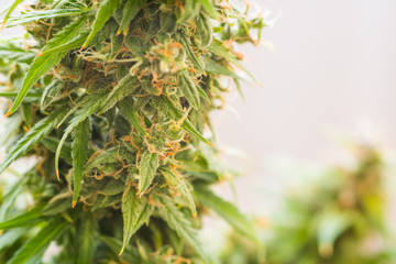 marijuana cbd thc. bud cannabis, Concepts of legalizing medicinal herbs weed, Macro shot with sugar...
