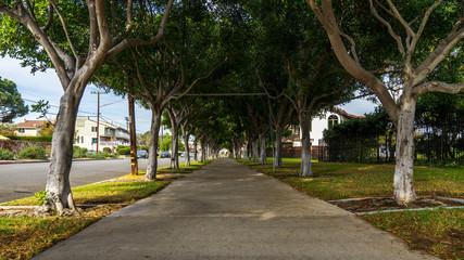 Obraz premium Alley under trees