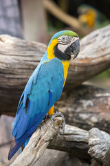 Blue and Yellow Macaw Parrot , Ara ararauna , also known as the Blue and Gold Macaw in Bangkok, Thailand © OlegD