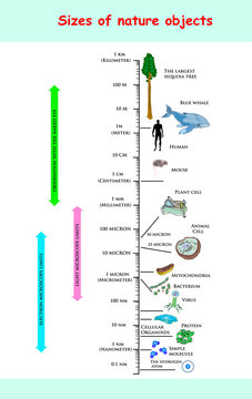 sizes and dimension of nature objects. educational vector infographic comparing the sizes of nature objects: The largest sequoia tree the Blue Whale Human Mouse Plant Mitochondria Bacterium Virus.