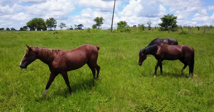 Horses in green field. Aerial drone 4K footage of farm horses meadow