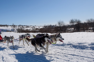 Fototapeta na wymiar Dogs run in harness in winter in sunny weather.