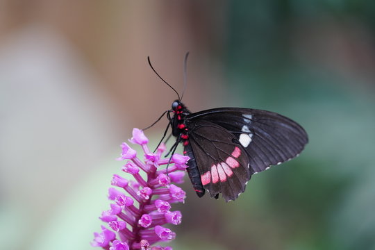 Pink-checked cattleheart