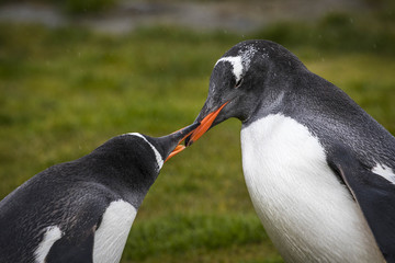 Gentoo penguins on South Georgia Island