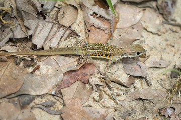 Image of butterfly agama lizard (Leiolepis Cuvier) on dry leaves. Reptile Animal.