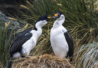Blue eyed shags on a nest in South Georgia Islands