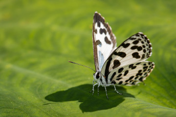 Image of common pierrot butterfly on a green leaf. Insect, Animal. (Castalius rosimon rosimon Fabricius, 1775)
