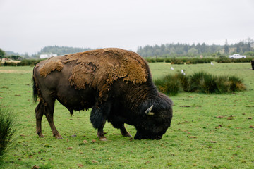 Wild buffalo in nature
