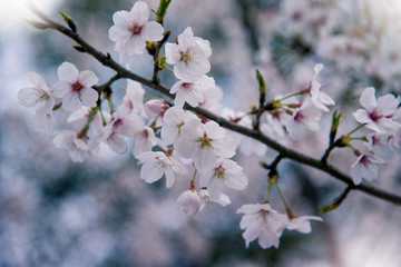 The cherry blossoms are in full bloom in the park.