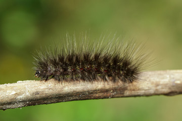 Image of Hairy caterpillar on a tree branch. Insect Animal