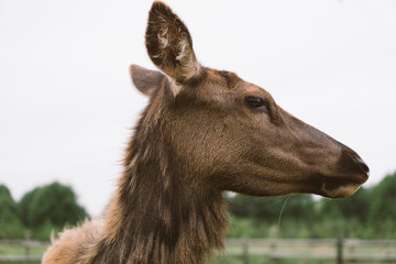 Deer up close and personal portrait