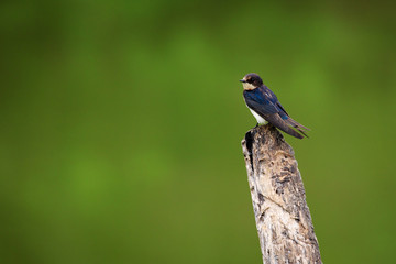 Image of Barn swallow bird (Hirundo rustica) on the stumps on the natural background. Bird. Animal.