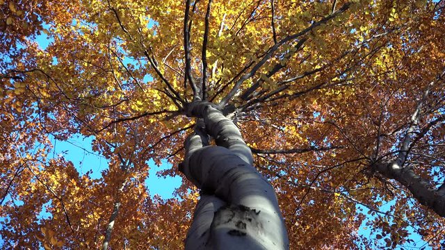 Embrace autumn tree trunk, natural love, looking up to the sky