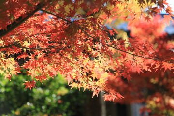 紅葉