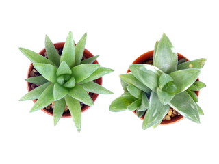 top view of variety of cactus in flower pot on white background