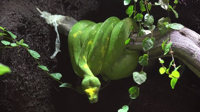 Green snake on a branch, ready to attack the prey